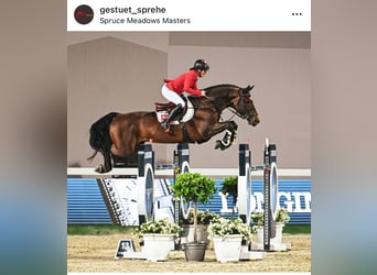 Irish Sport Horse, Hengst, Fohlen (06/2025), Brauner