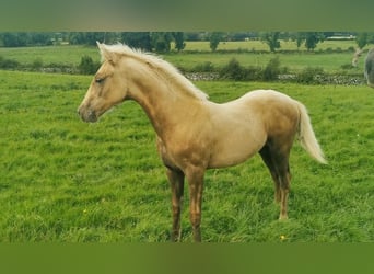 Irish Sport Horse, Hengst, Fohlen (04/2023), Palomino