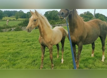 Irish Sport Horse, Hengst, Fohlen (04/2023), Palomino