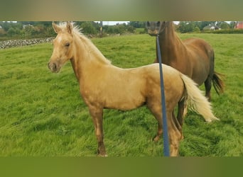 Irish Sport Horse, Hengst, Fohlen (04/2023), Palomino