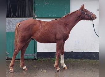 Irish sport horse, Hengst, veulen (01/2023), 163 cm, Donkere-vos