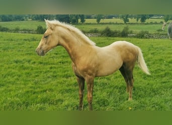 Irish sport horse, Hengst, veulen (04/2023), Palomino