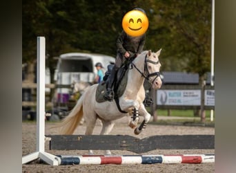 Irish Sport Horse, Mare, 10 years, 11 hh, Pinto