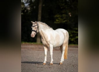 Irish Sport Horse, Mare, 10 years, 11 hh, Pinto