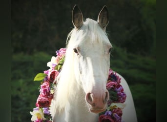 Irish Sport Horse Mix, Mare, 10 years, 14,3 hh, Gray