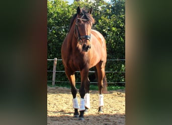 Irish Sport Horse, Stute, 10 Jahre, 15 hh, Brauner