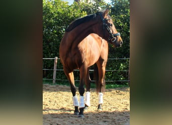 Irish Sport Horse, Stute, 10 Jahre, 15 hh, Brauner