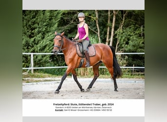 Irish Sport Horse, Mare, 10 years, 15 hh, Brown