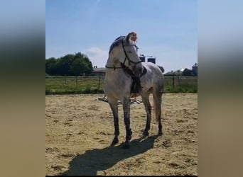 Irish Sport Horse, Mare, 10 years, 15,2 hh, Grey