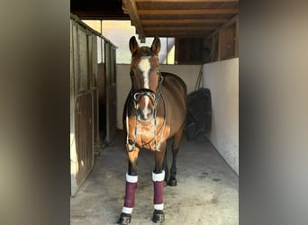 Irish Sport Horse, Mare, 10 years, 15,2 hh