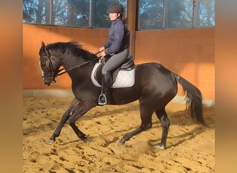 Irish Sport Horse, Mare, 10 years, 16.2 hh, Black