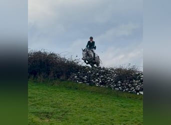 Irish Sport Horse, Mare, 10 years, 16.2 hh, Grey-Dapple