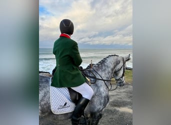 Irish Sport Horse, Mare, 10 years, 16.2 hh, Grey-Dapple
