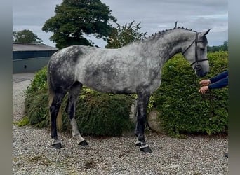 Irish Sport Horse, Mare, 10 years, 16.2 hh, Grey-Dapple