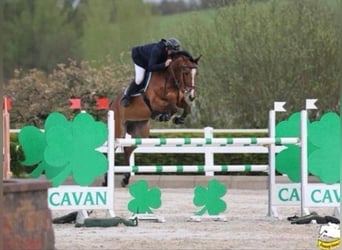 Irish Sport Horse, Mare, 10 years, 16,3 hh, Bay