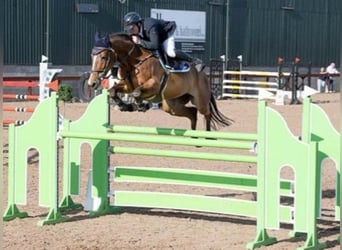 Irish Sport Horse, Mare, 10 years, 16,3 hh, Bay