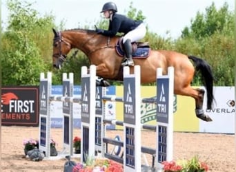 Irish Sport Horse, Mare, 10 years, 16,3 hh, Bay