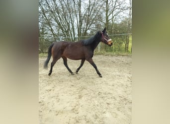 Irish Sport Horse, Mare, 10 years, 16 hh, Bay-Dark