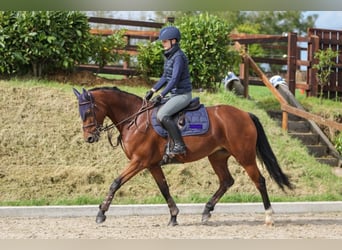 Irish Sport Horse, Mare, 10 years, 16 hh, Bay