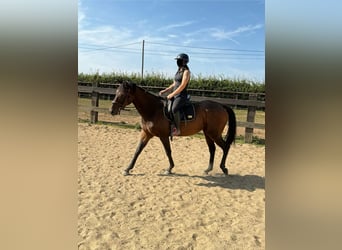Irish Sport Horse, Mare, 10 years, 16 hh, Brown