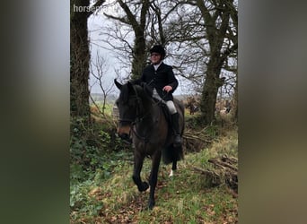 Irish Sport Horse, Mare, 10 years, Bay-Dark