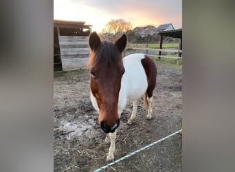 Irish Sport Horse Mix, Mare, 11 years, 12,1 hh, Pinto