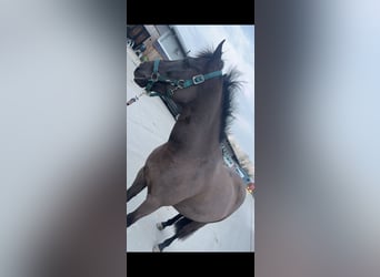 Irish Sport Horse, Mare, 11 years, 13.3 hh, Black
