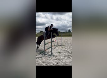 Irish Sport Horse, Mare, 11 years, 13.3 hh, Black