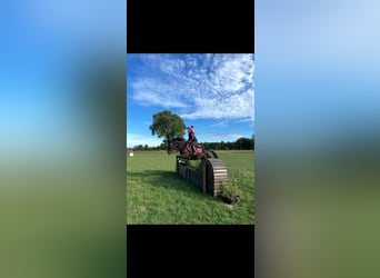 Irish Sport Horse, Mare, 11 years, 13,3 hh, Black