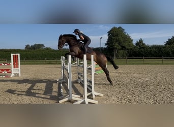 Irish Sport Horse, Mare, 11 years, 15.1 hh, Bay-Dark