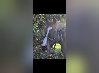 Irish Sport Horse, Mare, 11 years, 15.1 hh, Black