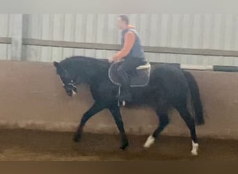 Irish Sport Horse, Mare, 11 years, 15,1 hh, Black