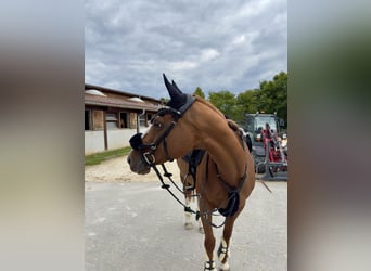 Irish Sport Horse, Mare, 11 years, 15.1 hh, Chestnut-Red