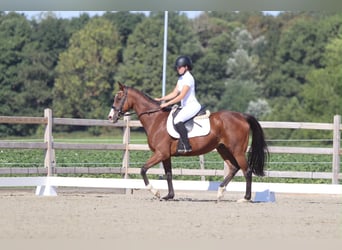 Irish Sport Horse, Mare, 11 years, 15.2 hh, Brown
