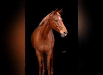 Irish Sport Horse, Mare, 11 years, 15,2 hh, Chestnut-Red