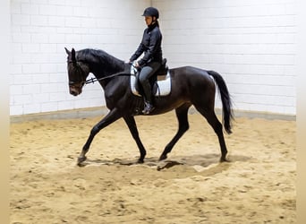 Irish Sport Horse, Mare, 11 years, 15.2 hh