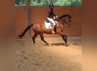 Irish Sport Horse, Mare, 11 years, 16.1 hh, Brown