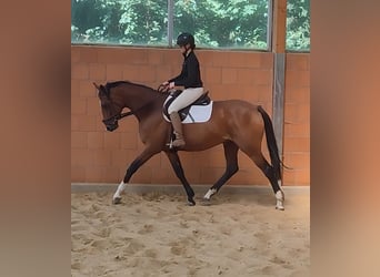 Irish Sport Horse, Mare, 11 years, 16.1 hh, Brown