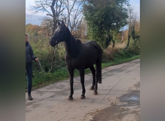 Irish Sport Horse, Mare, 11 years, 16 hh, Black