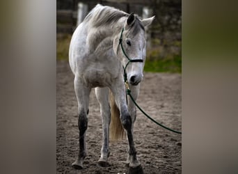Irish Sport Horse, Mare, 11 years, 16 hh, Grey
