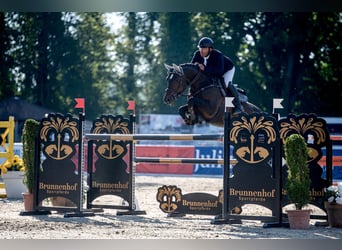 Irish Sport Horse, Mare, 11 years, 16,1 hh, Bay-Dark