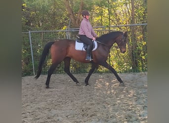 Irish Sport Horse, Mare, 11 years, 17 hh, Bay-Dark