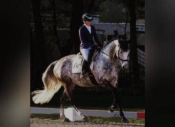Irish Sport Horse, Mare, 11 years, 17 hh, Grey