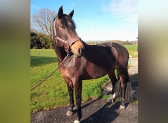Irish Sport Horse, Mare, 11 years, 17,1 hh, Brown