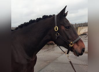 Irish Sport Horse, Mare, 11 years, 17,1 hh, Brown