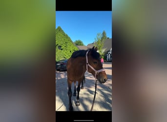 Irish Sport Horse, Mare, 12 years, 14.1 hh, Brown-Light