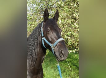 Irish Sport Horse, Mare, 12 years, 14.2 hh, Black