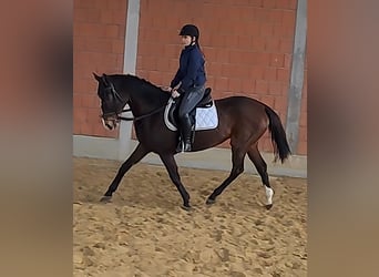 Irish Sport Horse, Mare, 12 years, 15.2 hh, Brown