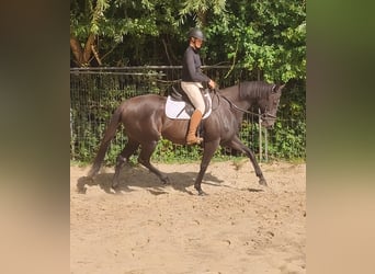 Irish Sport Horse, Mare, 12 years, 16 hh, Black