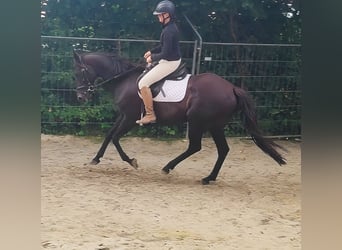 Irish Sport Horse, Mare, 12 years, 16 hh, Black